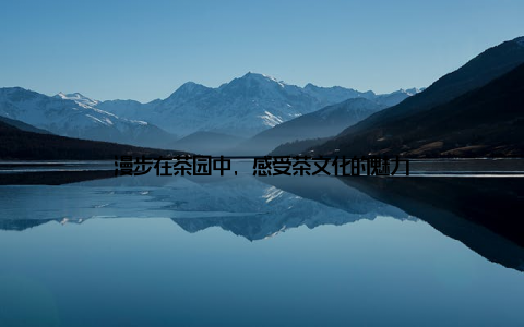 漫步在茶园中, 感受茶文化的魅力